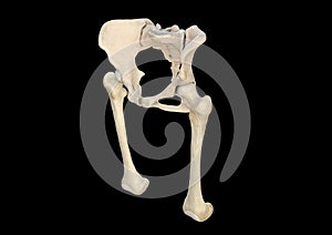 Anatomy of the hip. Human femur and pelvis, black background, 3d rendering  M