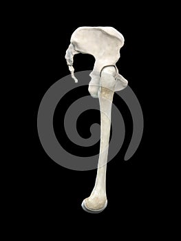 Anatomy of the hip. Human femur and pelvis, bones anatomy side view, black background, 3d rendering