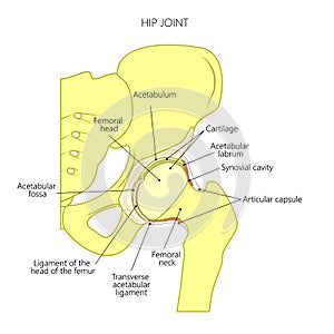 Anatomy_Hip joint inside