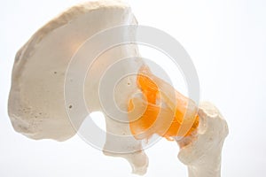 Anatomy of hip joint, pelvis and his bones dorsal view of back. Anatomical model of skeleton for studying and education for medica