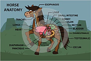 Anatomy Of HORSE on Green Garden