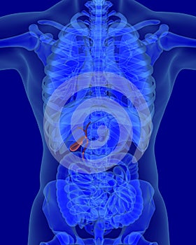 Anatomy of human biliary system with digestive organs