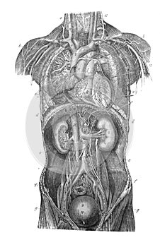 The anatomy of the human body with internal organs in the old book The Human Body, by K. Bock, 1870, St. Petersburg