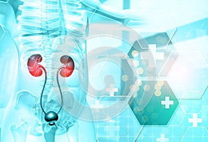 Anatomy of human body with kidney on science background