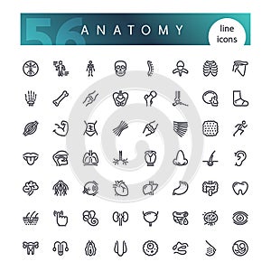 Anatomy of the human body Line Icons Set