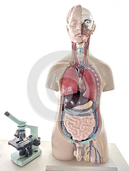 Anatomy human body model with microscope