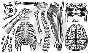 Anatomy of human bones and muscles. Organ systems. Body and Thorax or chest, ribs and pelvis, heart and brain, eye and