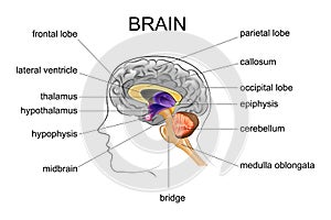 Anatomy of the human brain