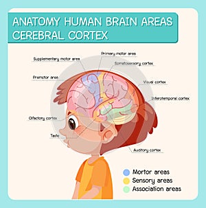 Anatomy human brain areas cerebral cortex with label