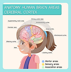 Anatomy human brain areas cerebral cortex with label