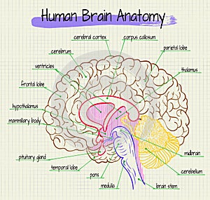 The anatomy of the human brain side view