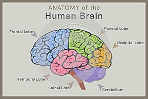Anatomy of the Human Brain: Structure and Functions. Vector Illustration for Education. Study of Anatomy within the Fields of