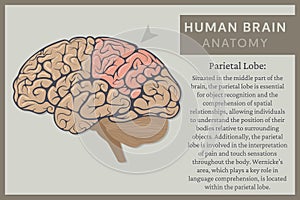 Anatomy of the Human Brain: Structure and Functions. Vector Illustration for Education. Study of Anatomy within the Fields of