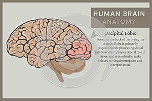 Anatomy of the Human Brain: Structure and Functions. Vector Illustration for Education. Study of Anatomy within the Fields of