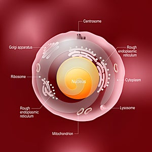 Anatomy of human cell. All organelles