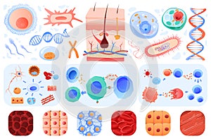 Anatomy of human cells, skin, blood cells bacillus, set of vector illustrations. Biology or anatomy education in schools