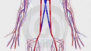 Anatomy of the human circulatory system from head to toe, computer generated. 3d rendering blood vessels. The science