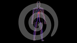 Anatomy of the human circulatory system from head to toe, computer generated. 3d rendering blood vessels. The science