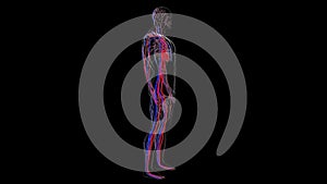 Anatomy of the human circulatory system from head to toe, computer generated. 3d rendering blood vessels. The science