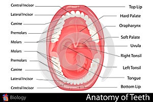 Anatomy of Human Denture