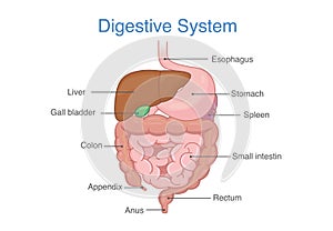 Anatomy of Human digestive system. photo