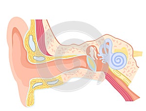 Anatomy of the human ear