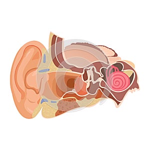 Anatomy of the human ear. The internal structure of the ears, the organ of hearing vector illustration.