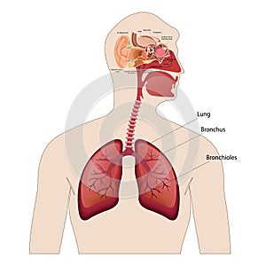 Anatomy of the human ear. The internal structure of the ears, the organ of hearing vector illustration.