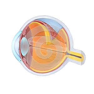 Anatomy of the Human Eye