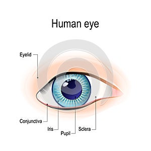 Anatomy of the human eye in front view