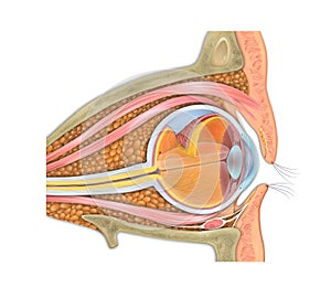 Anatomy of the human eye and visual apparatus photo