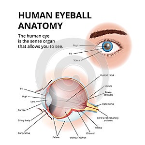 anatomy of the human eyeball, schematic medical diagram