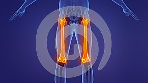 Anatomy of the human femur