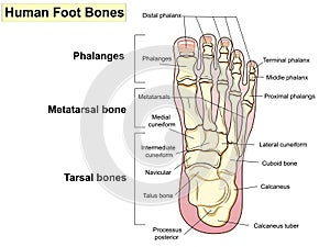 Anatomy. Human foot bones. Signatures and text.