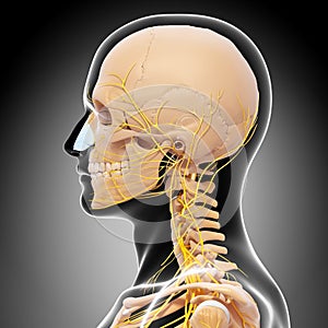 Anatomy of human head nervous system with throat