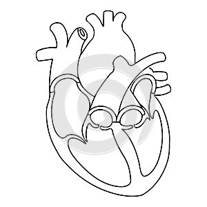 anatomy of human heart vector illustration