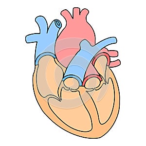 anatomy of human heart vector illustration