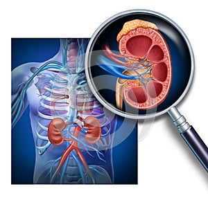 Anatomy Of The Human Kidney photo