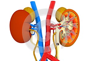 Anatomy of Human kidney