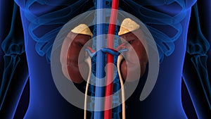 Anatomy of human kidney system