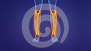 Anatomy of the human leg