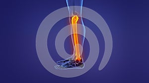 Anatomy of the human leg