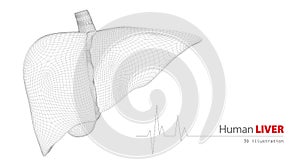 Anatomy of Human Liver on white background