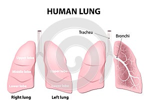 Anatomy of the human lungs