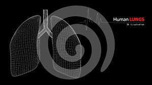 Anatomy of Human Lungs