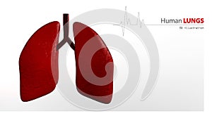 Anatomy of Human Lungs