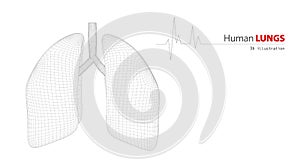 Anatomy of Human Lungs