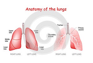 Anatomy of the human lungs. lobes, trachea and bronchi photo
