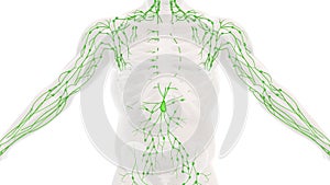 Anatomy of the human lymphatic system