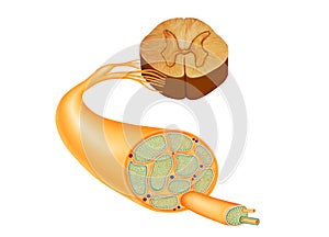 Anatomy of Human Nerve System